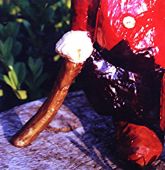 Za veći prikaz kliknite na sliku!