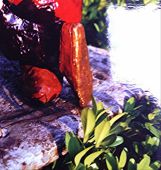 Za veći prikaz kliknite na sliku!