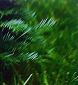 Za veći prikaz kliknite na sliku!